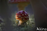 Vliegenzwam (Amanita muscaria)