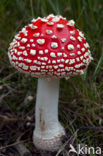 Vliegenzwam (Amanita muscaria)