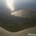 Waddenzee