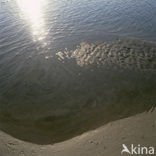 Waddenzee