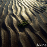 Waddenzee