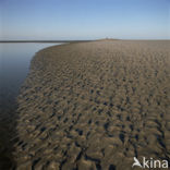 Waddenzee