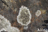 Zeeschotelkorst (Lecanora helicopis) 