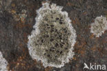 Zeeschotelkorst (Lecanora helicopis) 