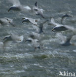 Zilvermeeuw (Larus argentatus)