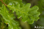 Zomereik (Quercus robur)