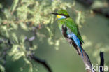 Zwaluwstaartbijeneter (Merops hirundineus)