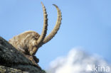 Alpen Steenbok (Capra ibex)