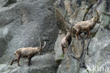 Alpen Steenbok (Capra ibex)