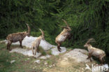 Alpen Steenbok (Capra ibex)