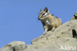 Amerikaanse chipmunk (Eutamias minimus)