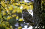 Amerikaanse Oehoe (Bubo virginianus)