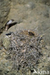 Amerikaanse Visarend (Pandion haliaetus carolinensis)