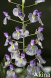 Blauwe regen (Wisteria sinensis)