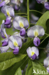 Blauwe regen (Wisteria sinensis)