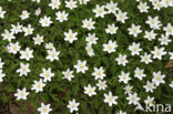 Bosanemoon (Anemone nemorosa)