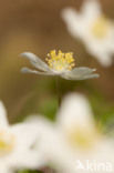 Bosanemoon (Anemone nemorosa)