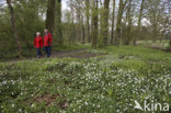 Bosanemoon (Anemone nemorosa)