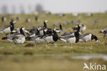 Brandgans (Branta leucopsis)