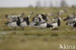 Brandgans (Branta leucopsis)