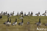 Brandgans (Branta leucopsis)