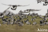 Brandgans (Branta leucopsis)