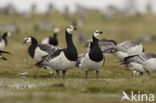 Brandgans (Branta leucopsis)