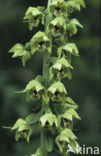 Brede wespenorchis (Epipactis helleborine)