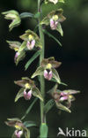 Brede wespenorchis (Epipactis helleborine)