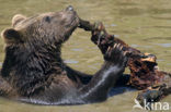 Bruine beer (Ursus arctos)