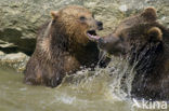 Bruine beer (Ursus arctos)