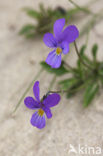 Duinviooltje (Viola curtisii)