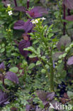 Echte waterkers (Nasturtium officinale)