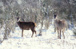 Edelhert (Cervus elaphus)