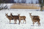 Edelhert (Cervus elaphus)