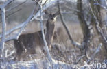 Edelhert (Cervus elaphus)