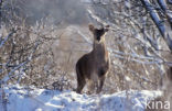 Edelhert (Cervus elaphus)