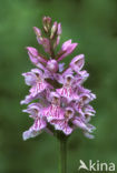 Gevlekte orchis (Dactylorhiza maculata) 