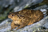 Gewone pad (Bufo bufo)