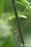 Gewone strekspin (Tetragnatha extensa)