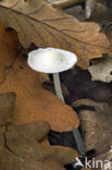 Gipsmycena (Hemimycena cucullata) 