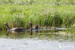 Grauwe Gans (Anser anser)