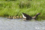 Grauwe Gans (Anser anser)