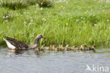 Grauwe Gans (Anser anser)