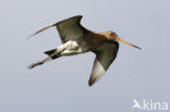 Grutto (Limosa limosa) 