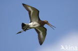 Grutto (Limosa limosa) 