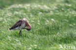 Grutto (Limosa limosa) 