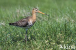 Grutto (Limosa limosa) 