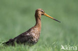 Grutto (Limosa limosa) 