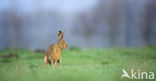 Haas (Lepus europaeus)